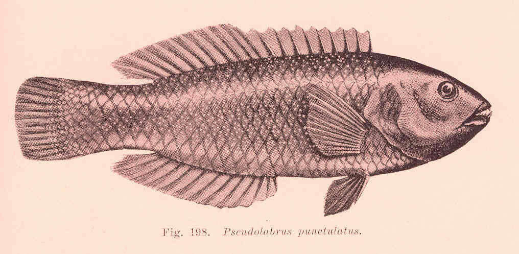 Слика од Pseudolabrus