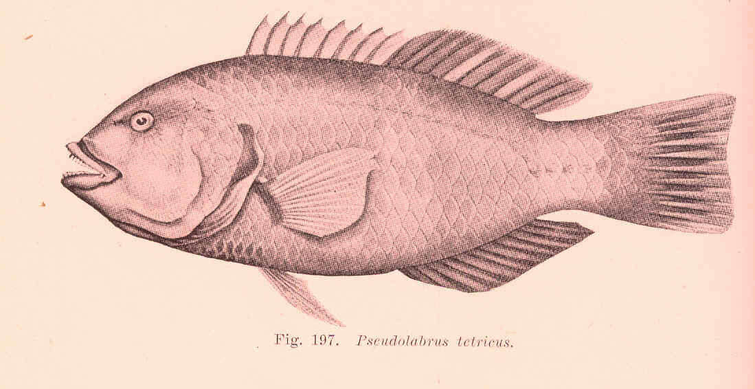 Pseudolabrus biserialis (Klunzinger 1880) resmi