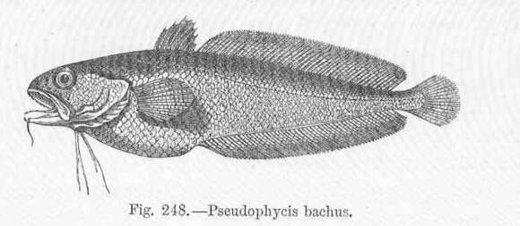 Plancia ëd Pseudophycis