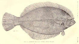 Image de Pseudopleuronectes