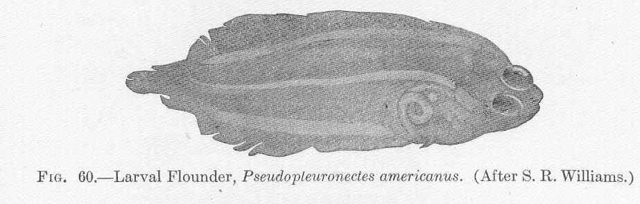 Image de Pseudopleuronectes