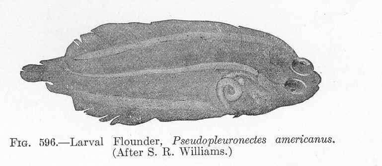 Image de Pseudopleuronectes