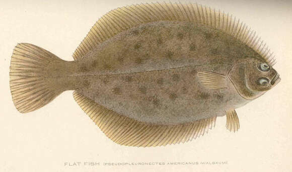 Image de Pseudopleuronectes