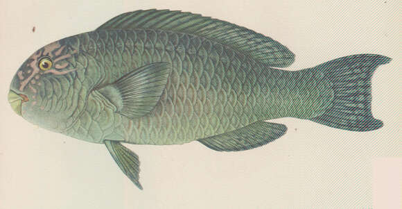 Image of Chlorurus