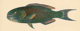 Scarus rubroviolaceus Bleeker 1847 resmi