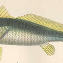 Image of Flathead captainfish