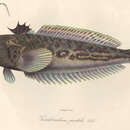 Imagem de Trachinus radiatus Cuvier 1829