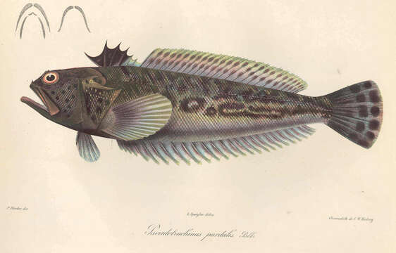 Image of Trachinus