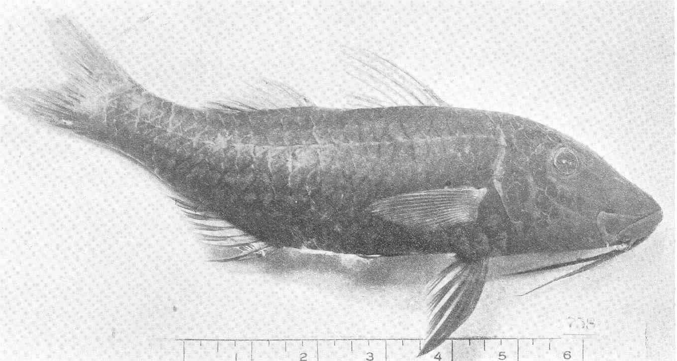 Image of Goldsaddle goatfish