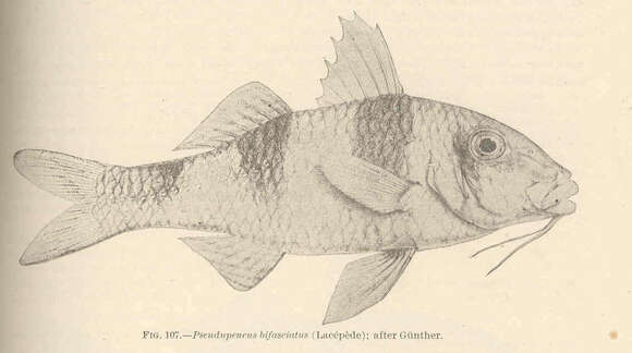 Image of Doublebar goatfish