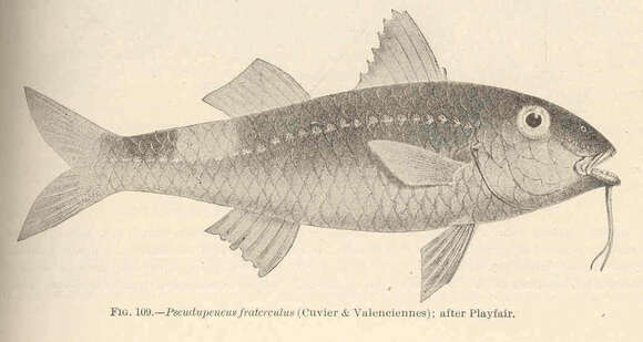 صورة Parupeneus ciliatus (Lacepède 1802)