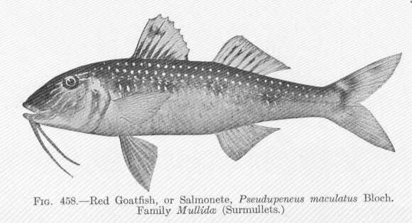 Image of Pseudupeneus