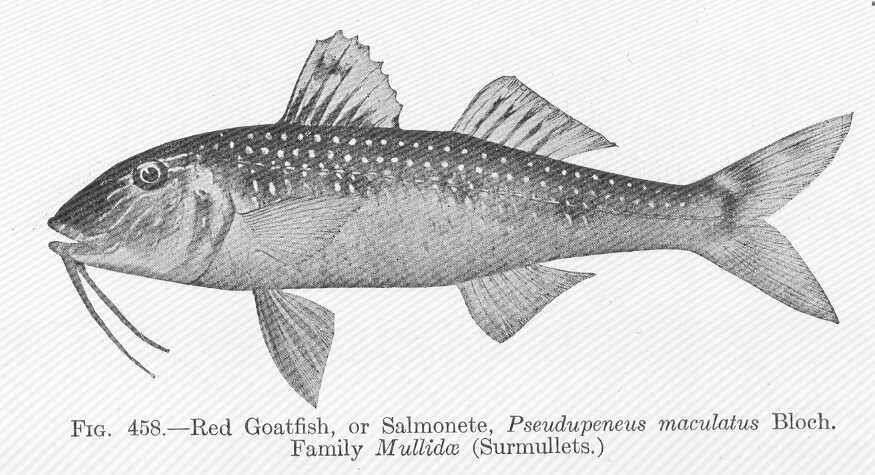 Sivun Pseudupeneus kuva