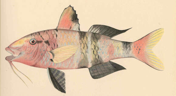 Image of Banded Goatfish