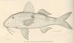 Image of Sidespot goatfish