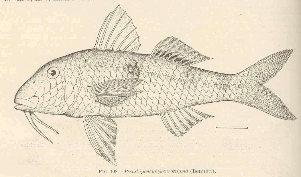 صورة Parupeneus pleurostigma (Bennett 1831)