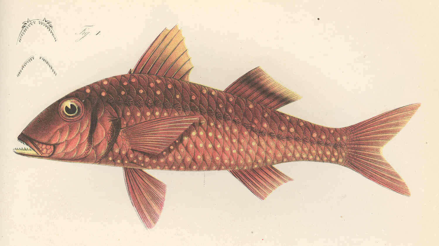 Image of Pseudupeneus