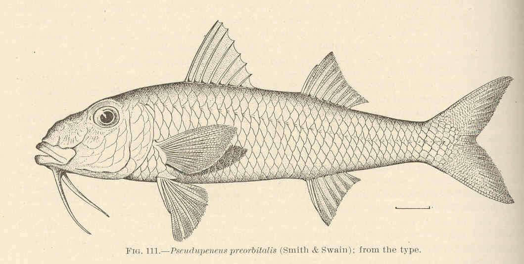 Sivun Pseudupeneus kuva