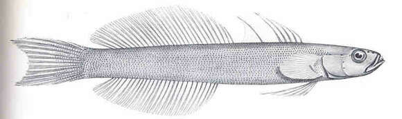 Image of Ptereleotris