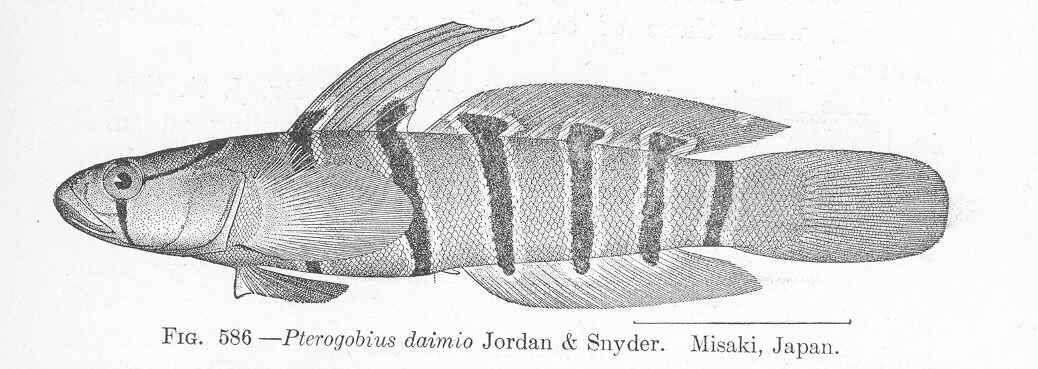 Plancia ëd Pterogobius