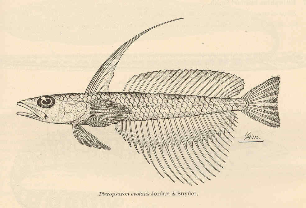 Image of Hemerocoetidae