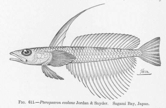 Image of Pteropsaron