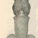 Sivun Pterygioteuthis microlampas Berry 1913 kuva