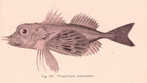 Image of Pterygotrigla