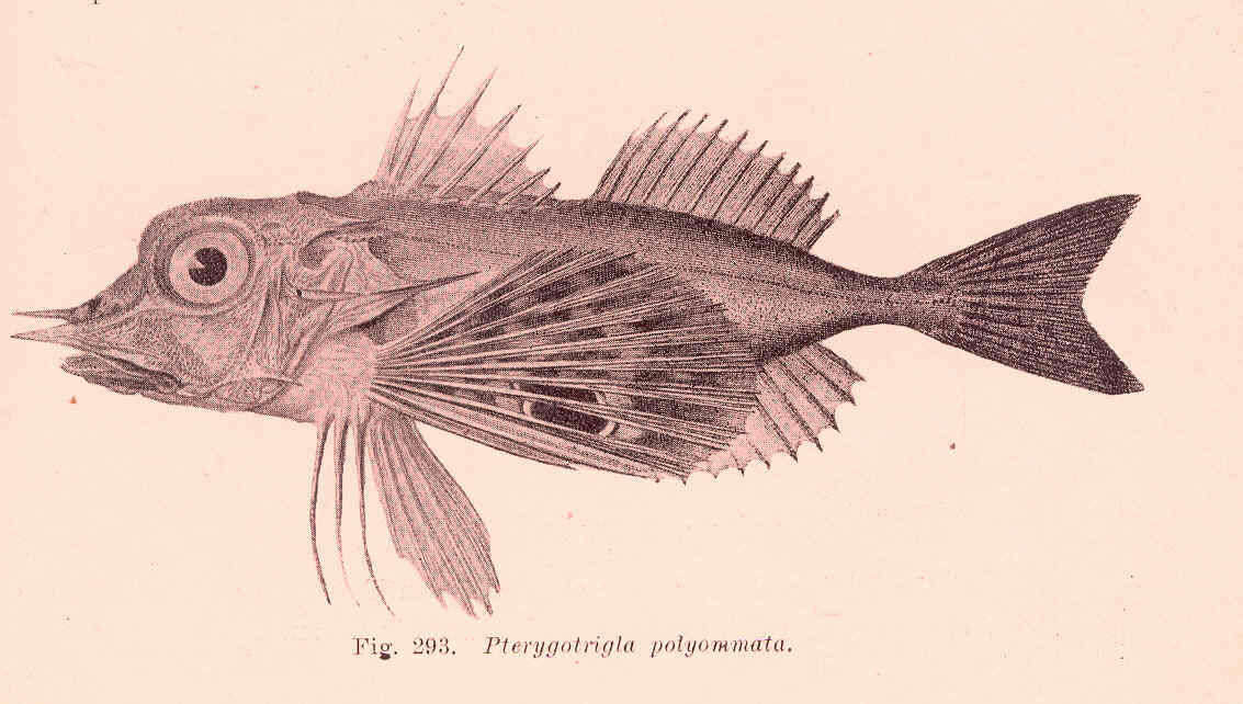 Image of Triglioidei