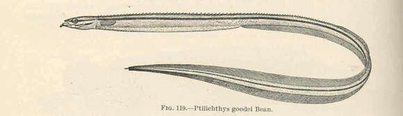 Image of Ptilichthys