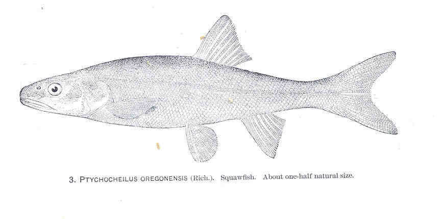 Image of Ptychocheilus