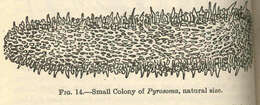 Image of Pyrosomatidae Lahille 1888
