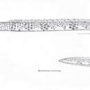 Image of Galápagos Snake Eel