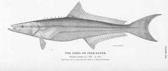 Image of cobias