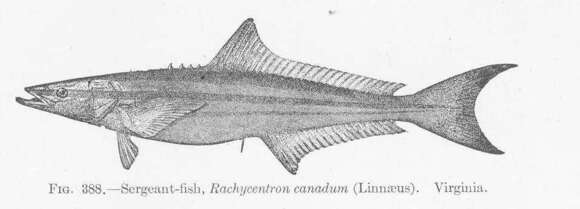 Image of Rachycentron