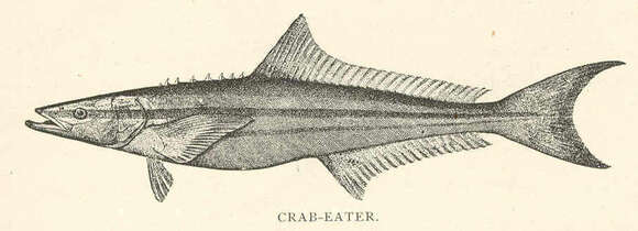 Image of Rachycentron