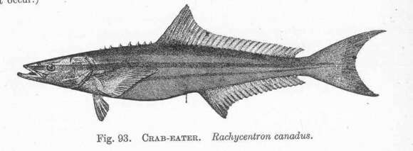 Image of Rachycentron