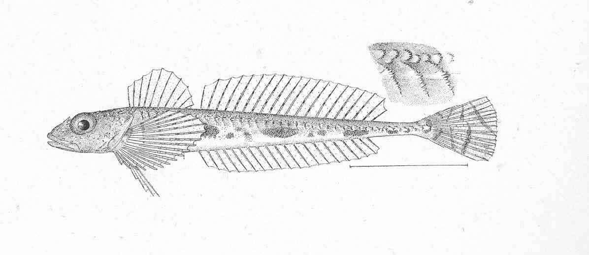 Image of Radulinus