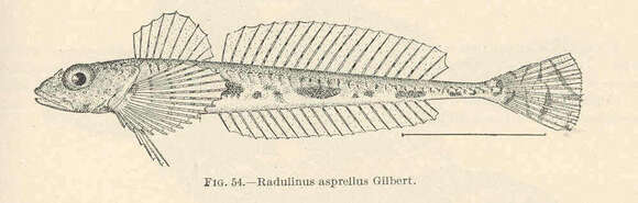 Image of Radulinus