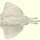 Image of Barndoor Skate