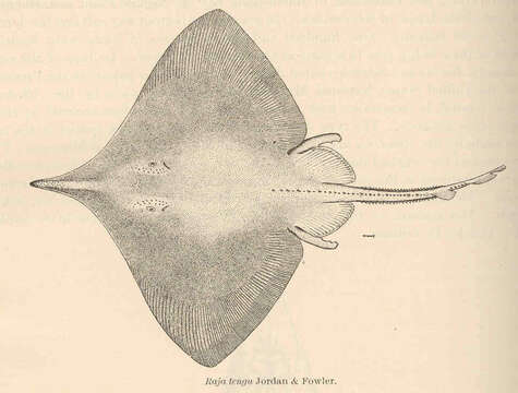 Image of Dipturus