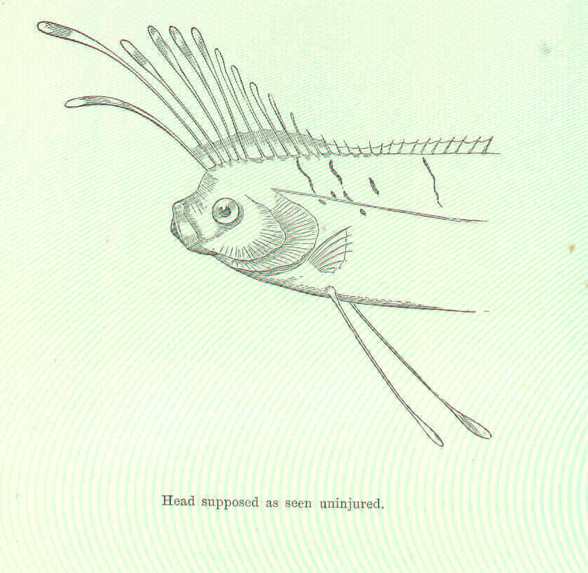 Image of Lampriformes