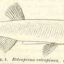 Image de Retropinna retropinna (Richardson 1848)