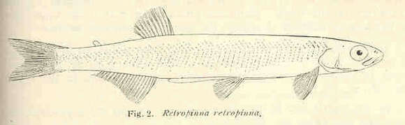 Image of Retropinna