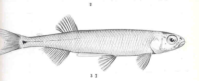 Image of New Zealand smelts