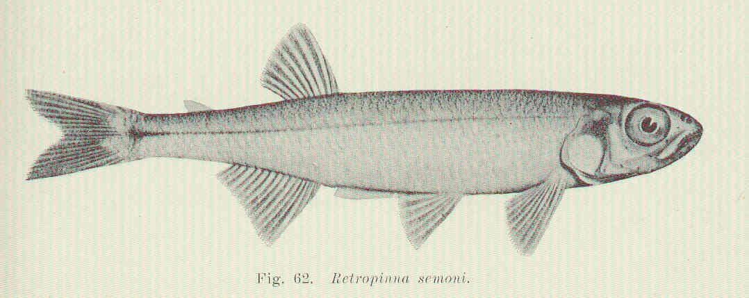 صورة Retropinnidae