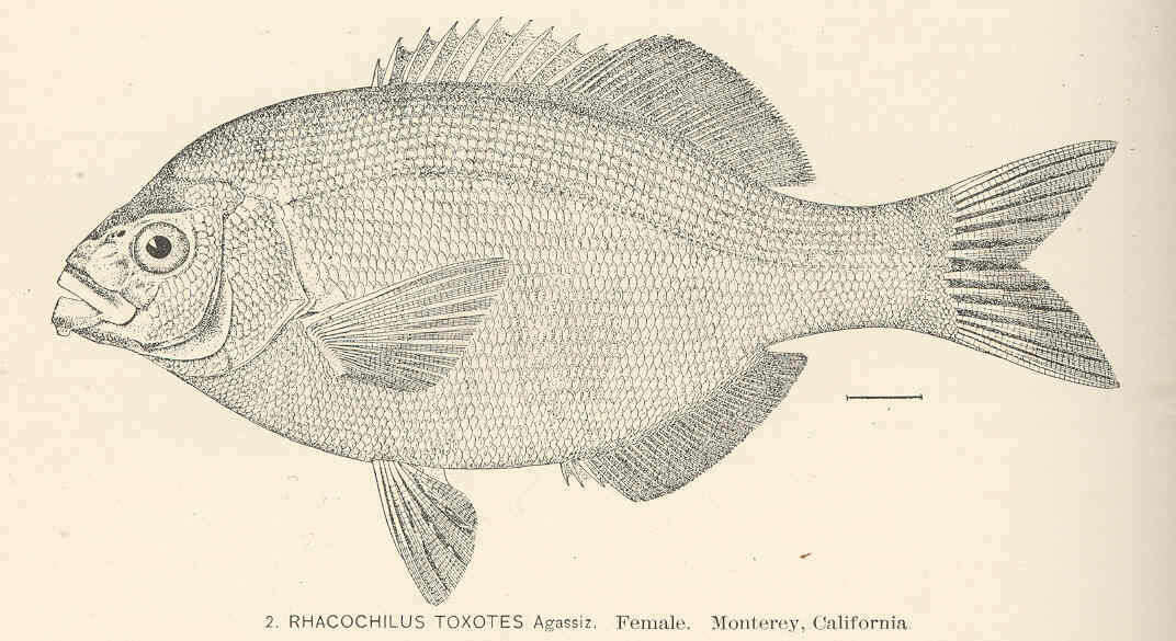 Image of Rhacochilus