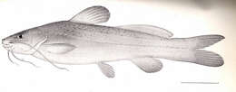 Image of seven-finned catfishes