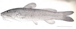 Image of seven-finned catfishes
