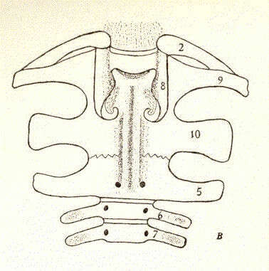 Image of seven-finned catfishes